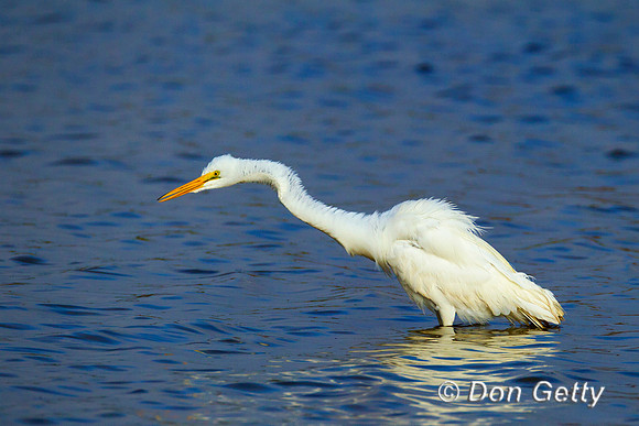 Great Egret