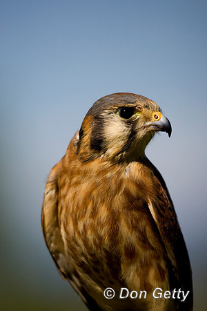 Kestrel_D4B7562