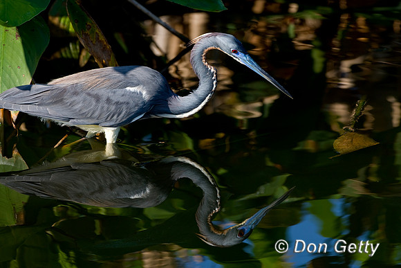 Heron_Tri-colored_D4B7499