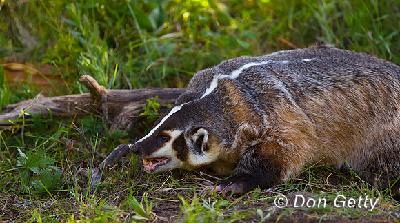 Badger