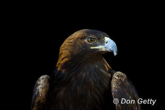 Golden Eagle