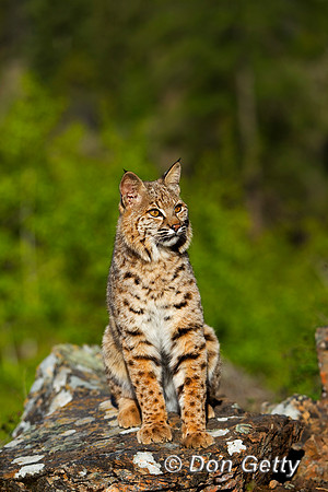 Bobcat_BZ2F2511