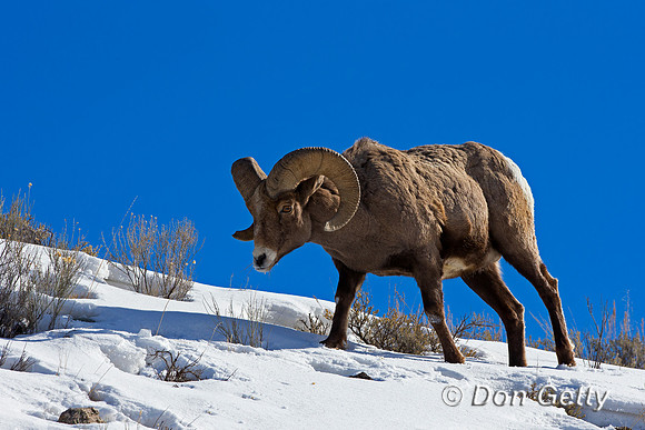"Bighorn Sheep", "Ovis canadensis", Ram, Wyoming, "Yellowstone National Park"