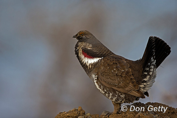 "Dendragapus obscurus", Dusky, Grouse, Wyoming, "Yellowstone National Park"