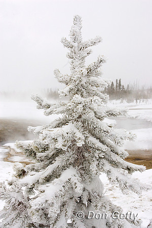 Yellowstone_R8D8002