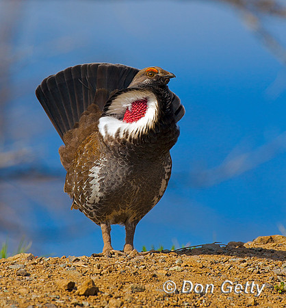 Grouse_DuskyIMG_0564