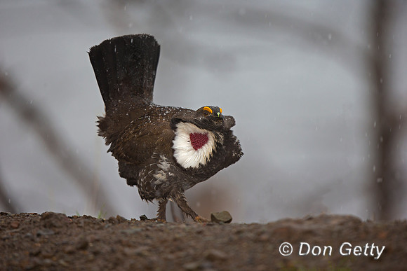 "Dendragapus obscurus", Dusky, Grouse, Wyoming, "Yellowstone National Park"
