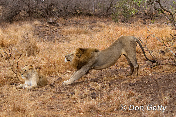 Lion_MG_3564