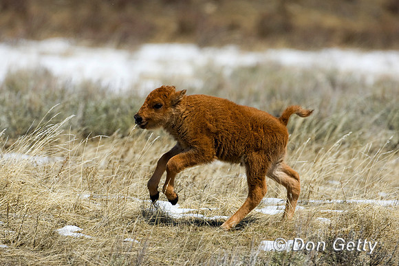 Bison_D4B7288