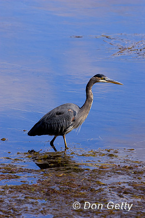 Heron_GB_R8D7971