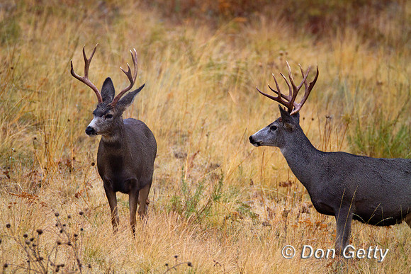 Deer_Mule_MG_9024