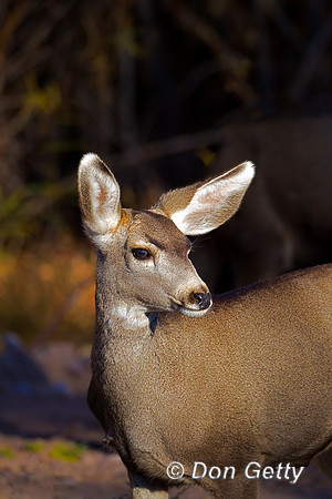 Deer_Mule_Z2F0941