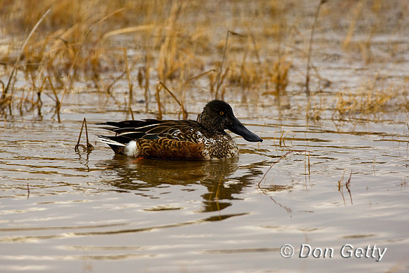 Shoveler_N_D4B2374