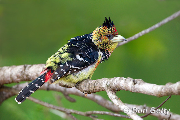 Barbet_Cr_Z2F6100