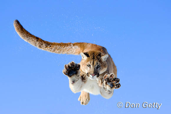 Mt_Lion_D4B0487