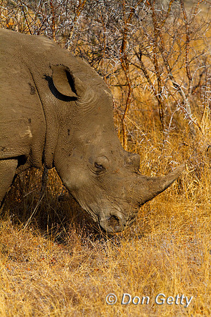 Rhino_W_MG_3995