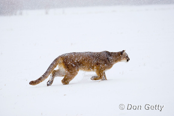 Mt_Lion_D4B2785