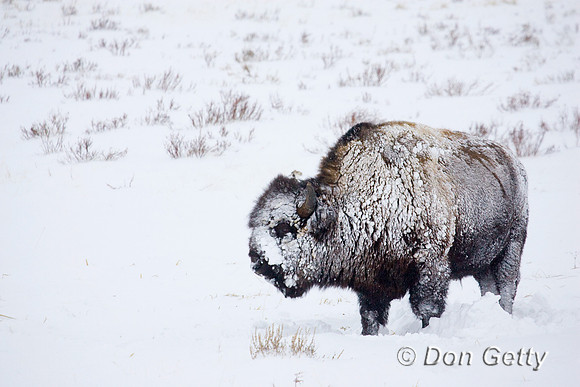 Bison_R8D7872