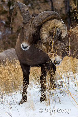 Bighorn Sheep