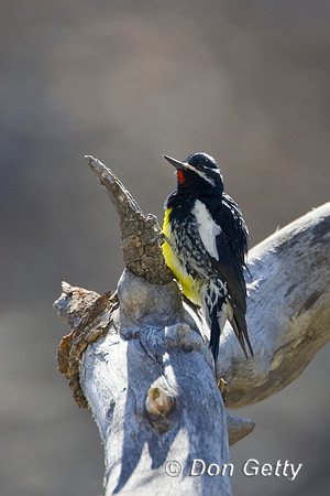 Sapsucker_Will_R8D2675