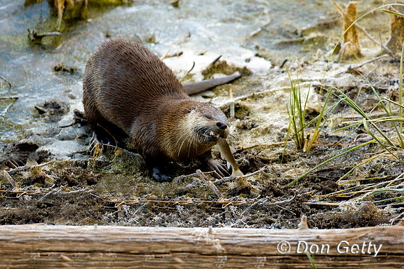 River Otter