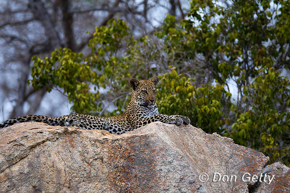 Leopard_Z2F4145