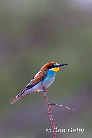 Bee-eater_E_Z2F7270