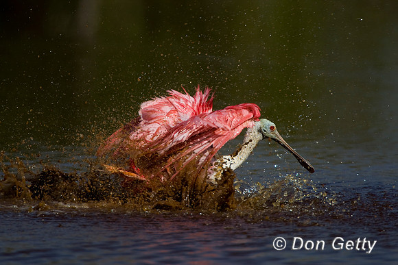 Spoonbill_D4B9017