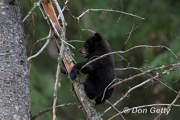 Black Bear