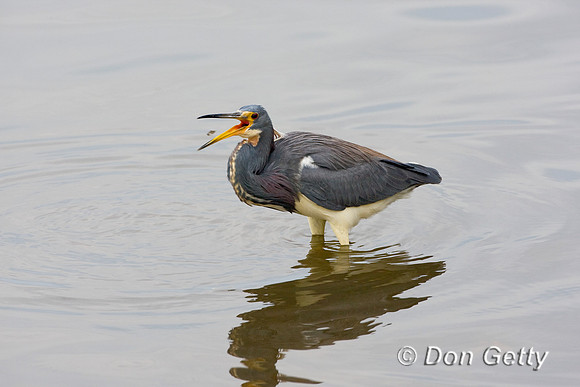 Heron_Tri-colored_D4B9657