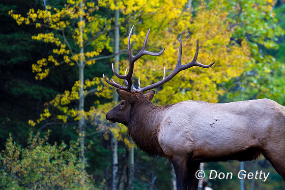 Elk_MG_8946