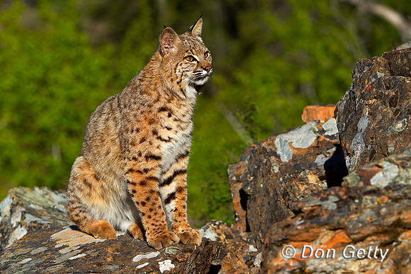 Bobcat_BZ2F2419