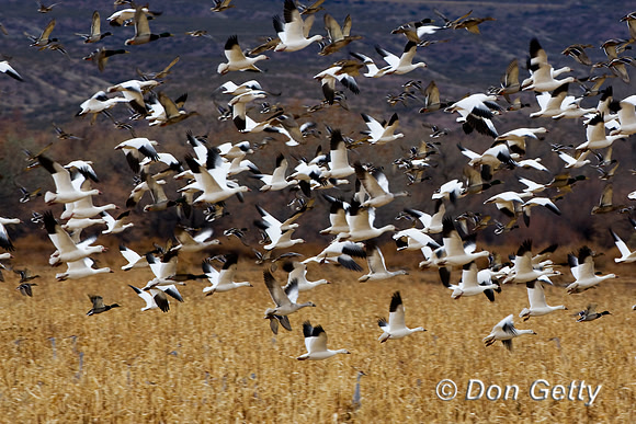 Snow Goose