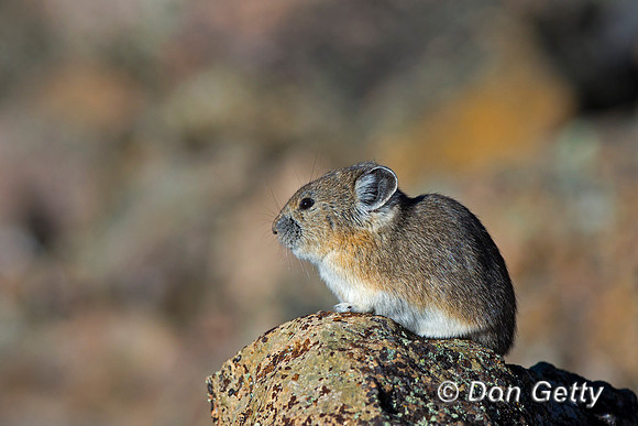 "Ochotona princeps", Pika, Wyoming, "Yellowstone National Park"