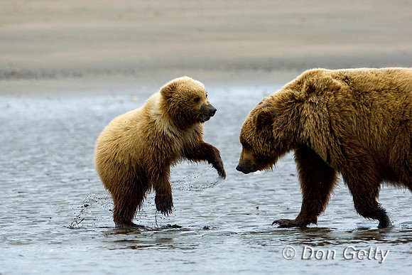 Brown Bear
