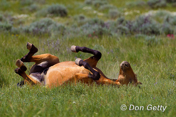 Horse_Z2F5929