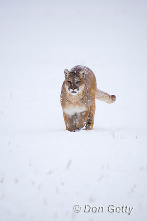 Mt_Lion_D4B2704