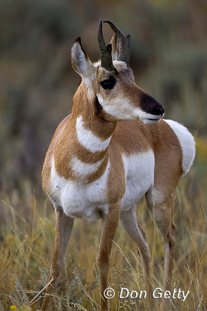Pronghorn