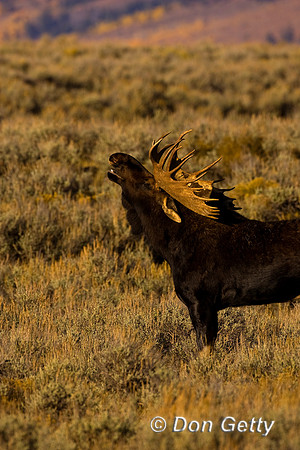 Moose_R8D8103