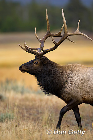 Elk_MR8D0899
