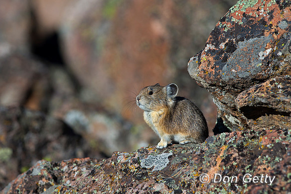"Ochotona princeps", Pika, Wyoming, "Yellowstone National Park"