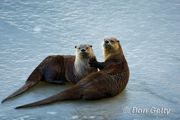 River Otter