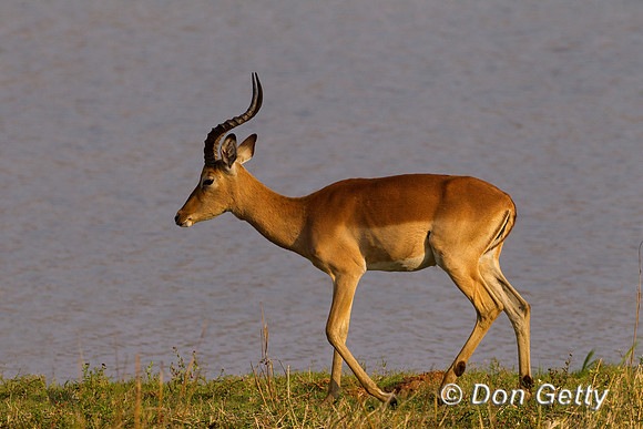 Impala_Z2F4963