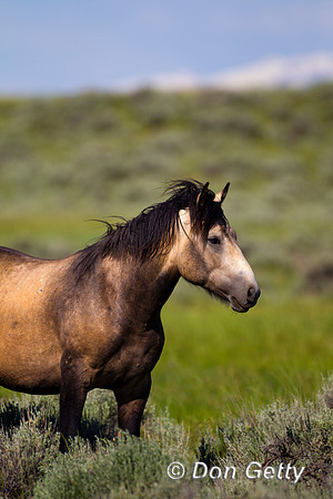 Horse_Z2F5854