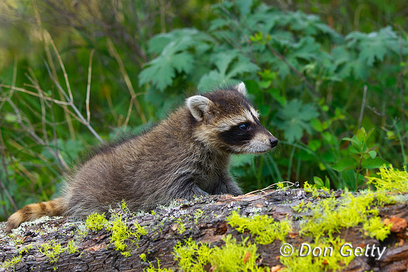 Raccoon_Z2F5412