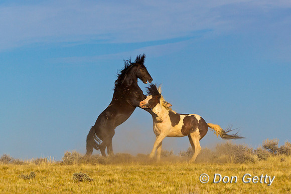 "Equus ferus", Horse, "McCullough Peaks", Mustang, Wyoming