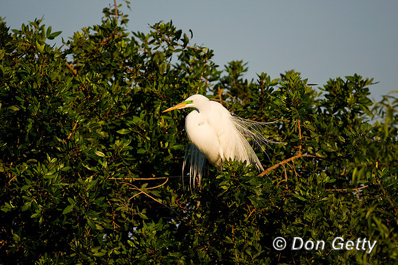 Great Egret