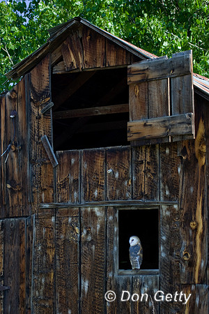 Barn Owl