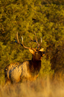 Elk_Z2F0380