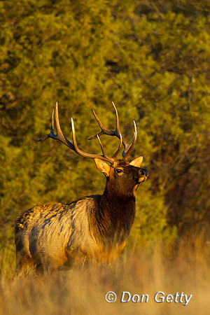 Elk_Z2F0380